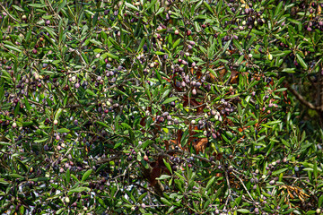 azeitonas na oliveira