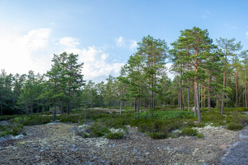 Scandinavian Pine Forest in Summer