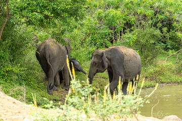 A small herd of Asian elephants, including a calf, standing near a waterhole surrounded by lush green vegetation in a tropical forest. The elephants are relaxing and cooling off in the natural habitat