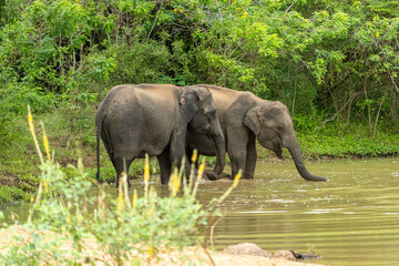 A small herd of Asian elephants, including a calf, standing near a waterhole surrounded by lush green vegetation in a tropical forest. The elephants are relaxing and cooling off in the natural habitat