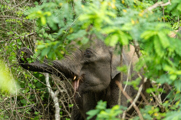 Close-up of an Asian elephant eating leaves in dense tropical jungle. The elephant&rsquo;s trunk reaches through green branches while feeding in its natural habitat.