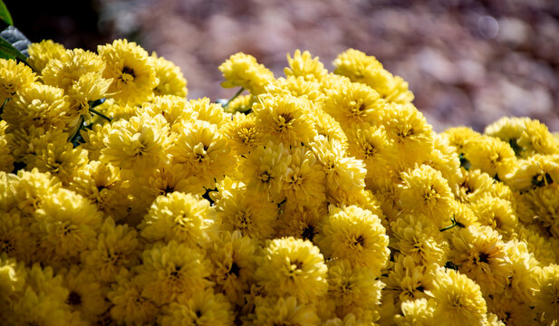 Ramo de crisantemos amarillos