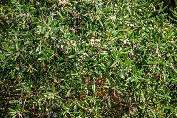 oliveira com azeitonas