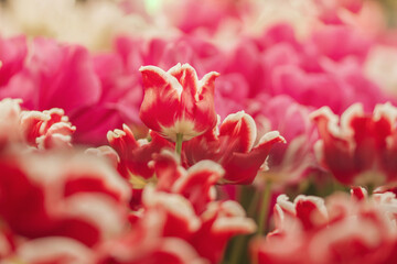 A field of red and white tulips, close-up of a tulip field, soft focus in the Netherlands