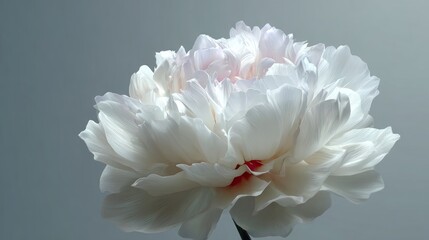 Delicate white peony flower with soft pink hues on a light background in a serene indoor setting