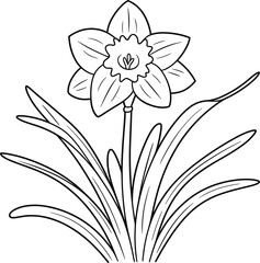 Outline Drawing of a Daffodil Flower with Leaves illustration