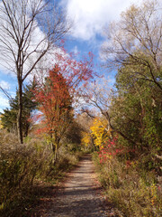 Fall landscape with colorful trees 