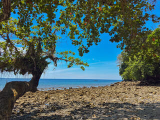 Discover a tropical paradise beach framed by lush trees and clear blue skies for your vacation