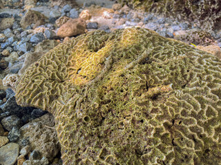 Explore vibrant coral textures and unique rock formations shimmering in the sunlight