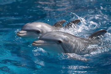 Fototapeta premium A Pair of Joyful Dolphins Gliding Through Sunlit, Splashing Blue Water