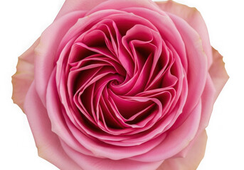 Close up of a pink rose bloom isolated on transparent background