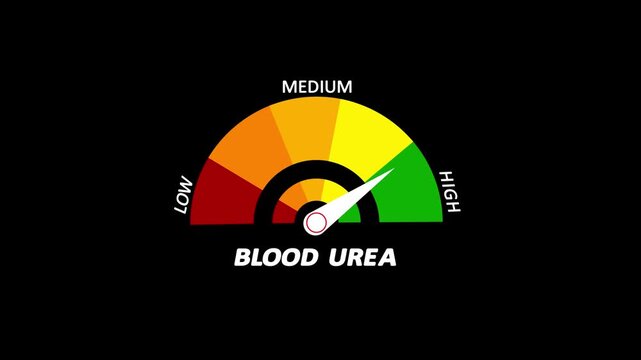 Blood urea level meter moving from high level to normal level, ideal for concepts renal health, and medical diagnostics animation.