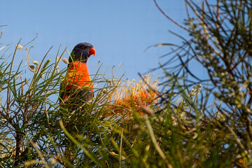 Close up of a Rainbow Lorikeet perched in the top of a tree alongside a yellow and orange protea flower, in NSW, Australia