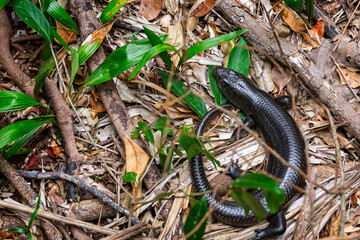 Close up of an Australian land mullet lizard seen from overhead on the forest floor in NSW, Australia
