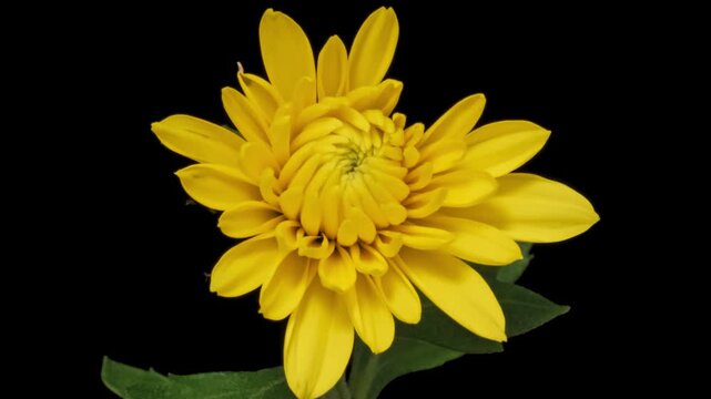 Macro time lapse blooming and wilting Yellow Chrysanthemum close-up on pure black background