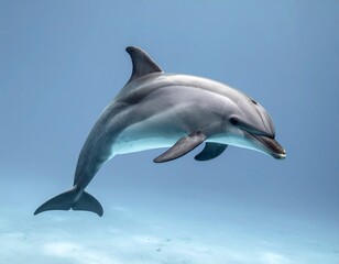 Obraz premium Monochromatic Studio Shot of a Dolphin Leaping Against a White Background