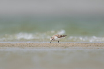 Red-necked stint