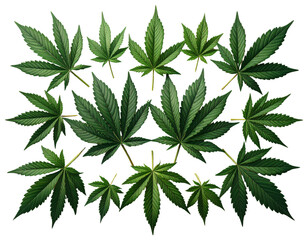 Firefly_Top-Down Arrangement of Multiple Cannabis Leaves, Isolated