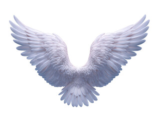 Obraz premium White angel wing feather bird isolated fantasy soft elegant flying spiritual symmetrical White angel wing with soft feather texture isolated transparent background elegant and symmetrical evoking