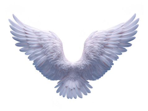 White angel wing feather bird isolated fantasy soft elegant flying spiritual symmetrical White angel wing with soft feather texture isolated transparent background elegant and symmetrical evoking