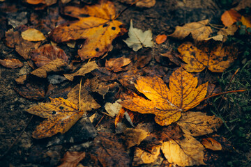 autumn leaves background