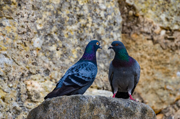 Dame un piquito, cariño