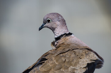 Tórtola turca en el circo romano de Tarragona