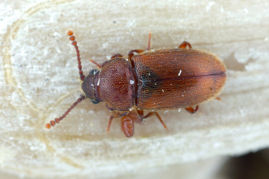 Cryptophagus Cryptophagidae commonly called silken fungus beetles. An insect feeding on moldy grain in a warehouse.
