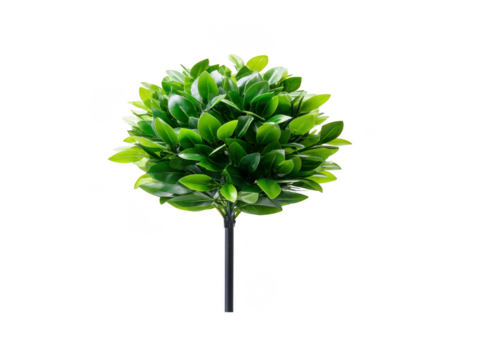 Artificial green topiary ball with dense, glossy leaves on single stem, isolated on transparency background, perfect for home or office decor, modern and fresh appearance