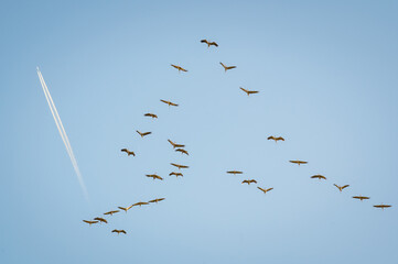 Obraz premium Birds in flight. A silhouettes of cranes in flight. Flock of cranes flies at sunrise. Foggy morning, Sunrise sky background. Common Crane, Grus grus or Grus Communis, big bird in the natural habitat.