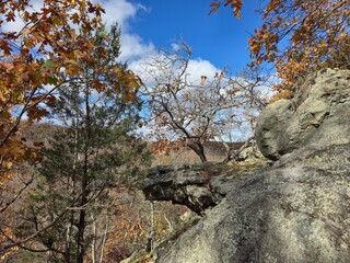 tree in the mountains