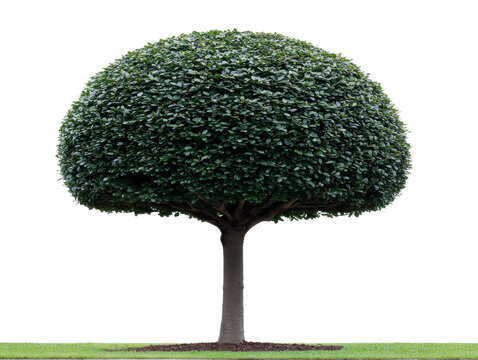 Round topiary tree with dense green foliage, neatly trimmed into dome shape, standing on grassy lawn, isolated on transparency background, evoking sense of calm and order