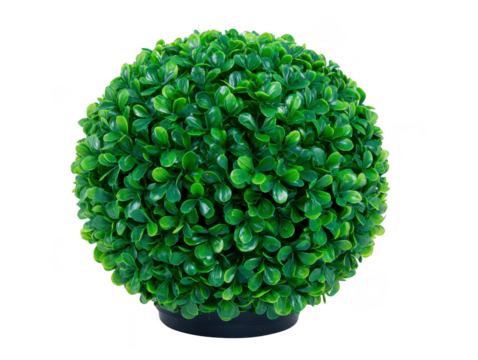 Round artificial boxwood topiary shrub with dense green leaves, isolated on transparency background, perfect for home or office decor, modern and fresh appearance, brings natural touch indoors