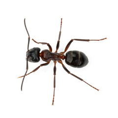 Macro Dorsal View of a Black and Red Ant Worker Isolated