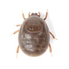 Engorged Brown Tick (Dorsal View) Isolated on White