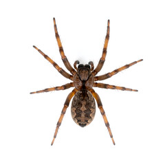 Overhead View of a Wolf Spider or Funnel Weaver Isolated on White