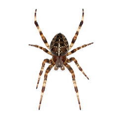 Precise Dorsal View of a Banded Leg Orb Weaver Spider