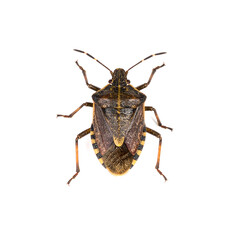 Overhead Macro of a Brown Stink Bug (Pentatomidae) on White Background