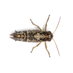 Overhead Macro of Mottled Brown and Black Grasshopper on White
