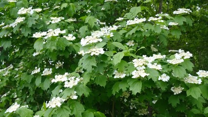 Viburnum opulus, the guelder-rose or guelder rose is a species of flowering plant in the family Adoxaceae, formerly Caprifoliaceae. Shrub. Springtime. Beautiful white blossoms