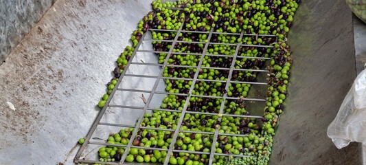 Fresh Olives Collected for Olive Oil Processing