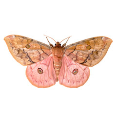 Top-Down Macro of Giant Silk Moth with Pink Hindwings (Saturniidae)