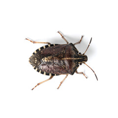 Overhead Macro of Invasive Brown Stink Bug on White (Halyomorpha halys)