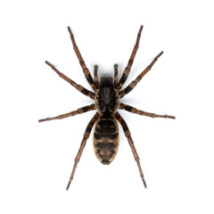 Top-Down Macro of Brown and Black Patterned Funnel-Web Spider on White
