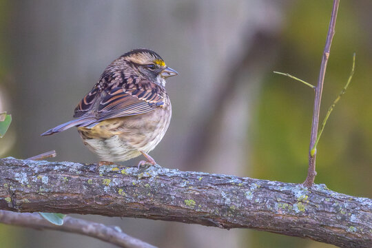 White-throated sparrow perched on a branch. - Powered by Adobe