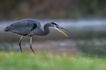 Great blue heron yawning as it stands on the lakeshore.