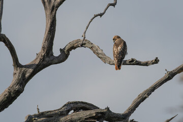 Red-tailed hawk perched in a dead tree.