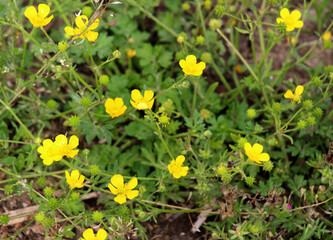 Sardinian buttercup (Ranunculus sardous) grows in nature