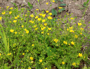 Sardinian buttercup (Ranunculus sardous) grows in nature