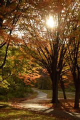 Walking amongst the Autumn Trees